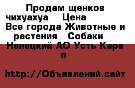 Продам щенков чихуахуа  › Цена ­ 10 000 - Все города Животные и растения » Собаки   . Ненецкий АО,Усть-Кара п.